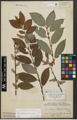 Foto von Salix appendiculata Vill. x Salix caprea L.